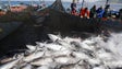 Madeira esgota quota de pesca de atum rabilho