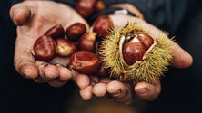 Imagem de Produção de castanha deve subir