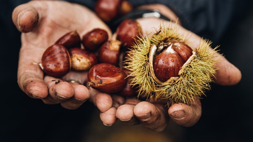 Imagem de Produção de castanha deve subir