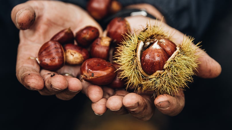 Produção de castanha deve subir