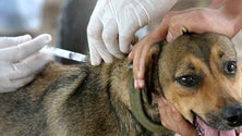 Imagem de Clínicas veterinárias com funcionamento condicionado (Vídeo)