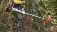 Imagem de Incêndios: Termina esta terça-feira o prazo para municípios substituírem proprietários na limpeza de terrenos