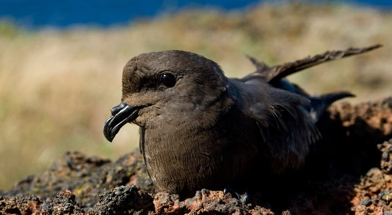 Estudo defende proteção do habitat da ave marinha endémica dos Açores