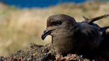 Imagem de Estudo defende proteção do habitat da ave marinha endémica dos Açores