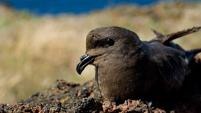 Imagem de Estudo defende proteção do habitat da ave marinha endémica dos Açores