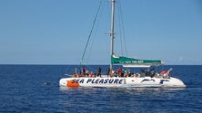 Imagem de Madeirenses aproveitam promoções para fazerem passeios de barco à volta da ilha (Vídeo)