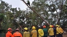 Imagem de Bombeiros e militares aprendem a cortar árvores em situação de emergência