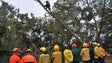 Bombeiros e militares aprendem a cortar árvores em situação de emergência