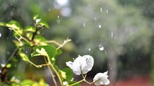 Imagem de Páscoa com aguaceiros na Madeira