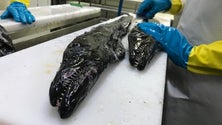 Imagem de Inovar na fileira da pesca (vídeo)