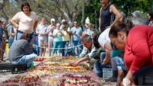 Imagem de Turistas admitem vir à Madeira de propósito para Festa da Flor