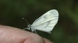 Borboleta Grande Branca da Madeira já deve estar extinta (vídeo)