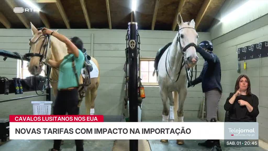 Cavalos lusitanos nos EUA. Valor pode chegar a um milhão e meio de dólares