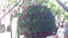 Imagem de Vinho Madeira produzido por mulheres recebe distinções