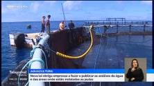 Imagem de Novas regras para as empresas de aquacultura (vídeo)