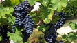 Imagem de Apoios extraordinários para o setor do vinho