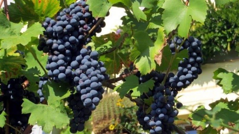 Imagem de Apoios extraordinários para o setor do vinho