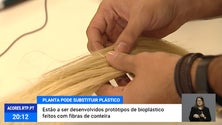 Imagem de Investigadores da UAç querem usar conteira como alternativa ao plástico descartável [Vídeo]