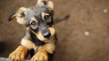 Imagem de Campanha de vacinação gratuita para cães arranca amanhã no Funchal