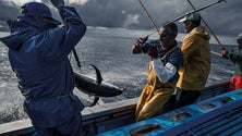 Pescadores de atum revoltados em Santa Maria (Vídeo)