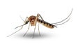 Imagem de Detetado perto de Portugal mosquito portador do vírus zika