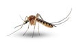 Detetado perto de Portugal mosquito portador do vírus zika