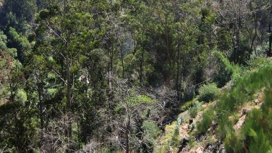 Ossadas humanas descobertas na Calheta