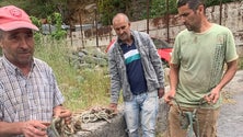Imagem de Associação de Agroecologia e Silvo-Pastoril da Região acusa Polícia Florestal de abuso de poder