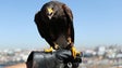 Imagem de APRAM paga 220 mil para afastar gaivotas (vídeo)