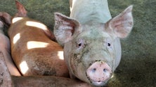 Imagem de Alemanha regista primeiro caso de peste suína africana