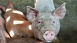 Imagem de Alemanha regista primeiro caso de peste suína africana