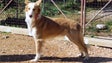 Imagem de Cão do barrocal algarvio com reconhecimento internacional da raça