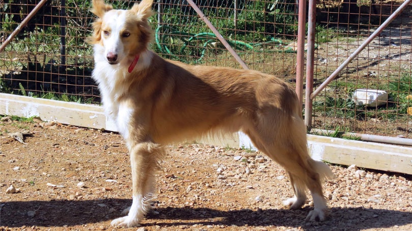 Cão do barrocal algarvio com reconhecimento internacional da raça