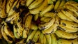 Imagem de PJ apreende 375 quilos de cocaína escondidos em contentor de bananas em Lisboa