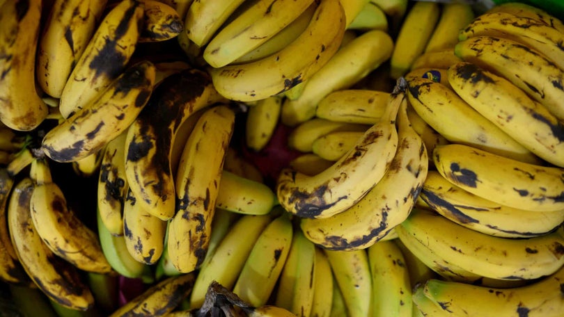 Imagem de PJ apreende 375 quilos de cocaína escondidos em contentor de bananas em Lisboa