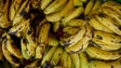 PJ apreende 375 quilos de cocaína escondidos em contentor de bananas em Lisboa