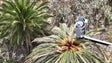 Cinco palmeiras no Porto Santo doentes abatidas (vídeo)