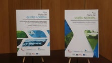 Imagem de Novos planos de gestão florestal devem entrar em vigor antes do verão