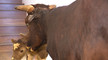 Imagem de Vacas anãs geram tensão entre museus (Vídeo)