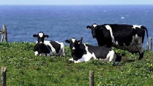 Imagem de Governo Regional lança campanha de sensibilização ambiental e promoção de produtos regionais (Vídeo)