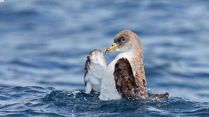 Campanha Salve uma Ave Marinha arranca hoje na Madeira