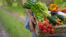 Imagem de Cerca de 40% dos alimentos cultivados não são consumidos