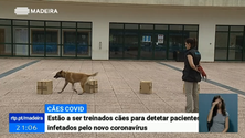 Imagem de Cães estão a ser treinados para detetar doentes com Covid-19 (Vídeo)
