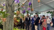 Imagem de Madeira vai ter voos diretos para Nova Iorque