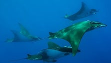 Manta Catalog Azores é a primeira base de dados fotográfica dos Açores sobre jamantas [Vídeo]