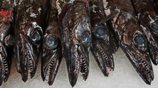 Imagem de Peixe espada descarregado nas lotas é pouco fresco