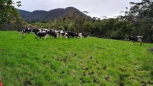 Imagem de Governo não cede às reivindicações da Federação Agrícola dos Açores (Som)