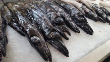 Imagem de Capturas de peixe-espada preto para a Madeira passam a ser fixadas a nível nacional