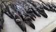 Imagem de Capturas de peixe-espada preto para a Madeira passam a ser fixadas a nível nacional
