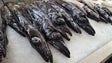 Capturas de peixe-espada preto para a Madeira passam a ser fixadas a nível nacional